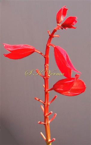  Inflorescence bearing 2 flowers per node